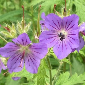 Meet your Posher, Brina